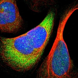 RPS24 Antibody, Novus Biologicals 0.1mL; Unlabeled:Antibodies, Polyclonal